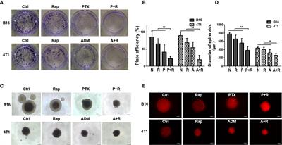 A Local and Low-Dose Chemotherapy/Autophagy-Enhancing Regimen Treatment Markedly Inhibited the Growth of Established Solid Tumors Through a Systemic Antitumor Immune Response